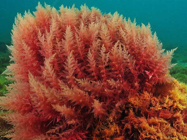 canxi tảo biển là gì