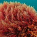 canxi tảo biển