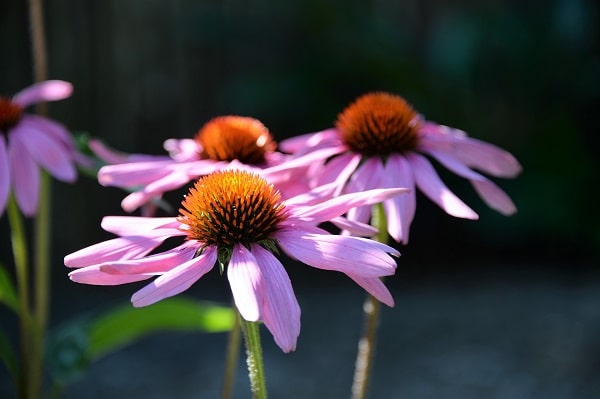 hoa cúc tím echinacea tác động đến hệ miễn dịch