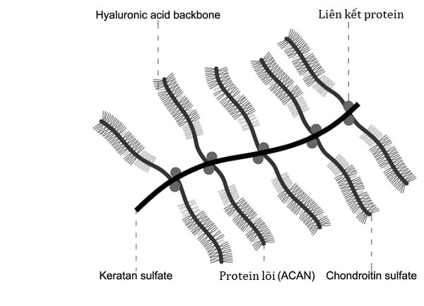 Cấu trúc của proteoglycan
