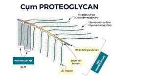 Proteoglycan là gì? Tác dụng “thần kỳ” cho da & xương khớp
